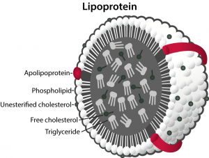 Lipoprotein-300x227