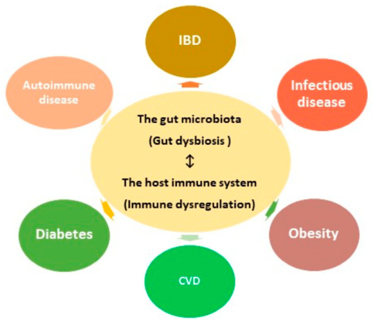 The Connection Between Your Gut and Immunity