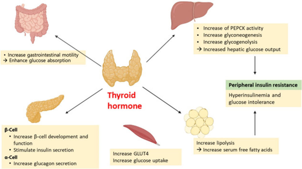 Thyroid Hormones and Glucose Regulation: A Close Relationship