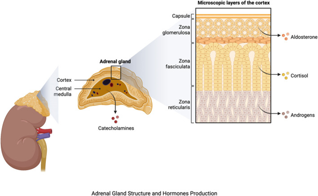 Optimal DX FYI Antioxidants, Adrenal Hormones, and Oxidative Stress
