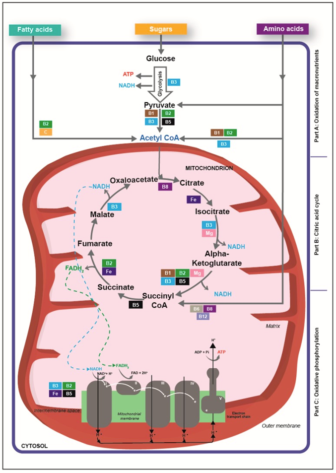 The Role of Glucose in Energy Production